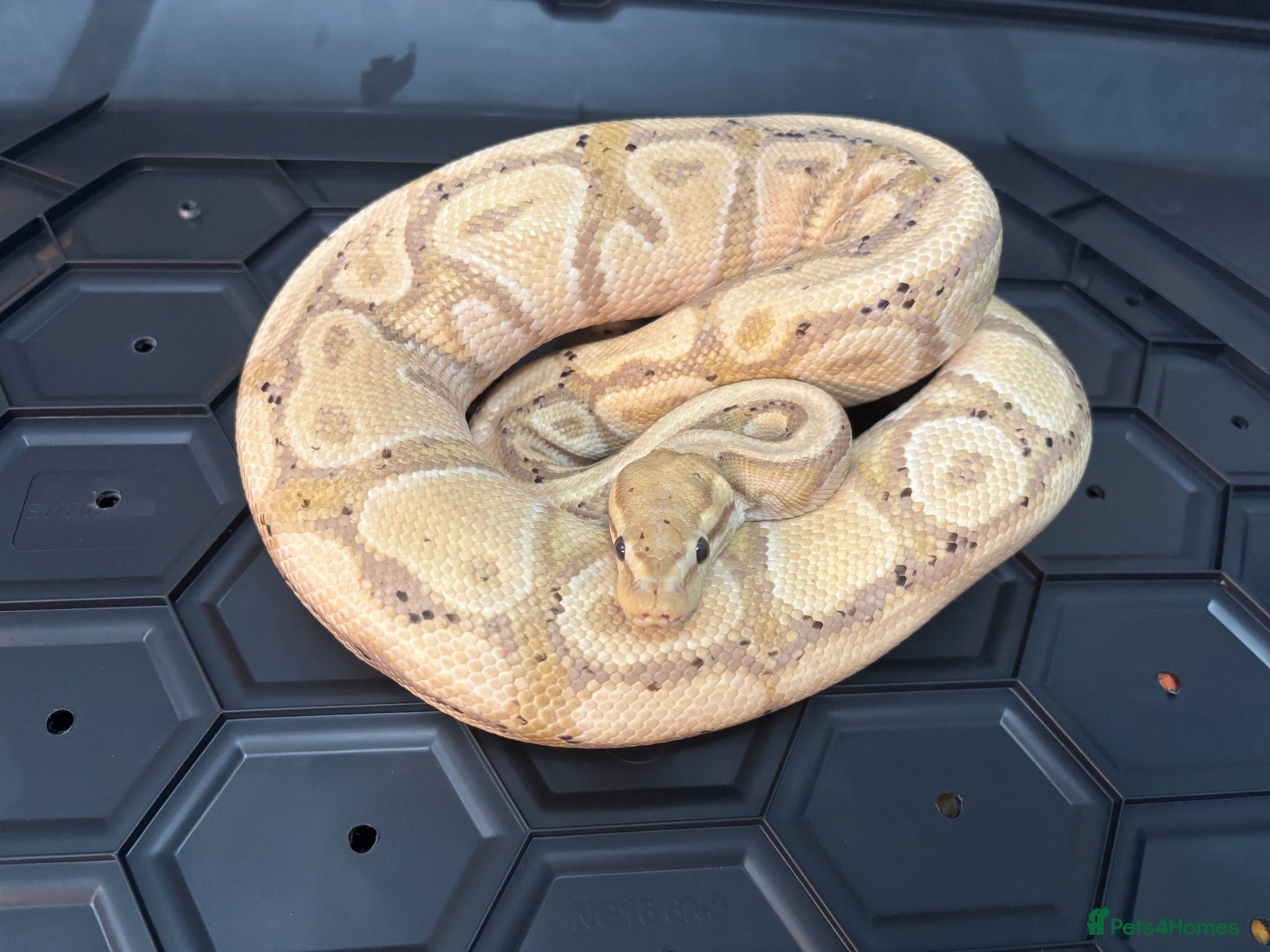 Python Snake reptiles for sale: Male Banana chocolate het clown ball python  - Advert 1