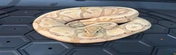 Python Snake reptiles for sale: Male Banana chocolate het clown ball python  - Advert 1