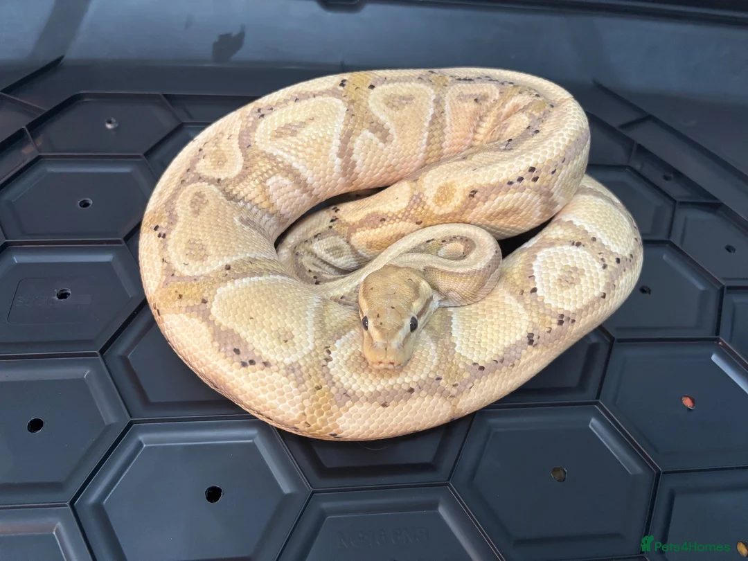 Python Snake reptiles for sale: Male Banana chocolate het clown ball python  - Advert 1