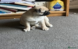 Pug dogs for sale: 4 month old pug girl - Advert 4