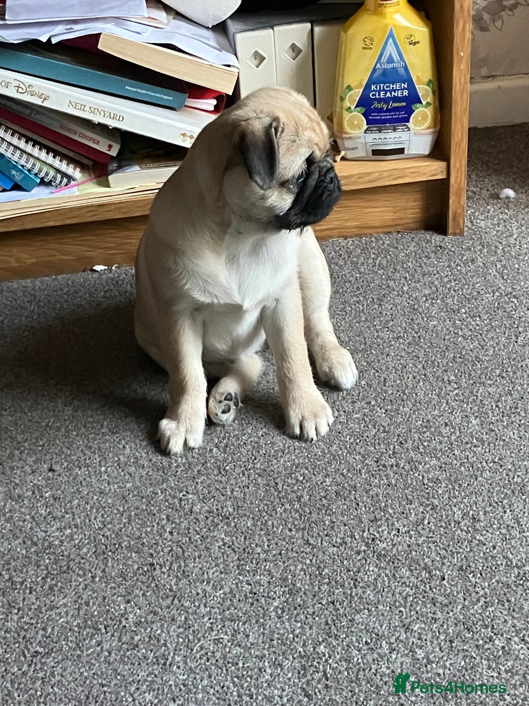 Pug dogs for sale: 4 month old pug girl - Advert 4