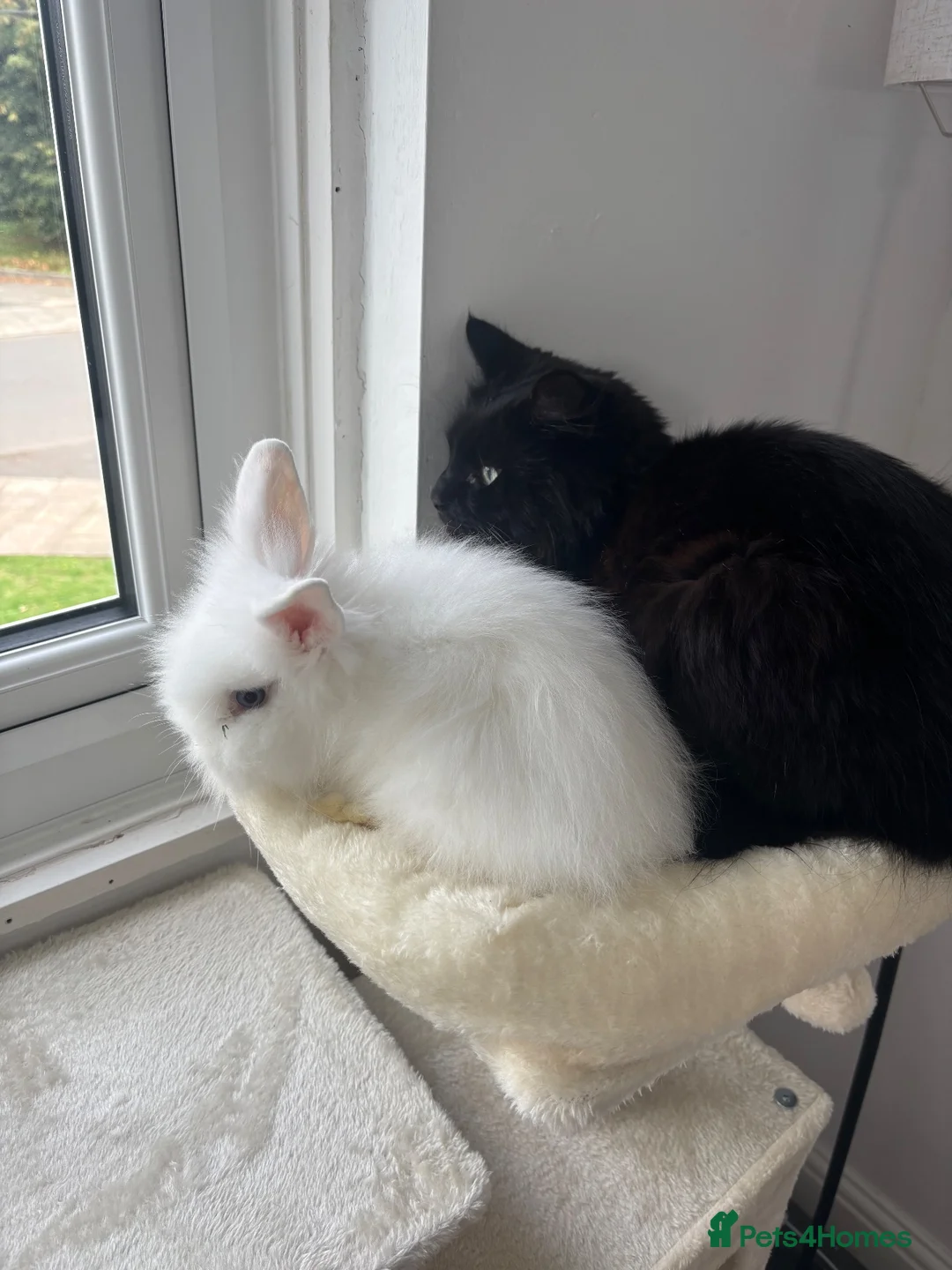 Lionhead rabbits for sale: Lionhead rabbit  in Liverpool - Advert 4