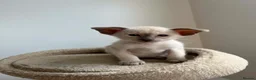 Siamese cats for sale: GCCF Registered Stunning Siamese Kittens  - Advert 8