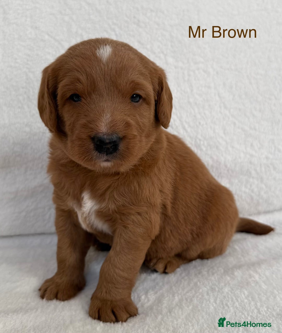 Australian Labradoodle dogs for sale: Australian Labradoodle Pups  - Image 8