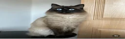 Mixed Breed cats for sale: Champion parents had cute babies  - Advert 8