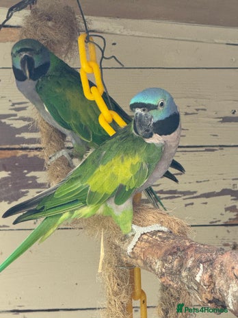 Parakeets birds - Advert 14