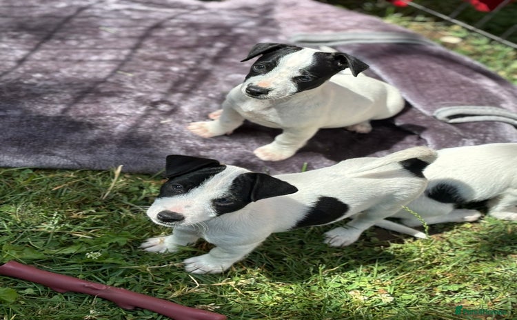 Jack Russell dogs - Advert 10