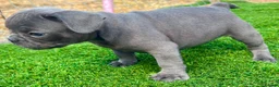 French Bulldog dogs for sale: Blue French bulldog puppies  - Advert 18