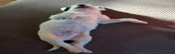 Lurcher dogs for sale: Soppy Bedlington Whippet lurcher puppies  - Advert 13