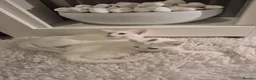 Turkish Angora cats for sale: ✨️🌸Stunning Turkish Angora Females✨️🌸 - Advert 8