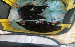 Mixed Breed cats for sale: A girl and boy kitten to br rehomed  - Image 3