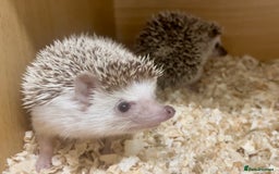 Pygmy Hedgehog rodents for sale: Stunning FEMALE African Pygmy Hedgehog Babies  - Image 4