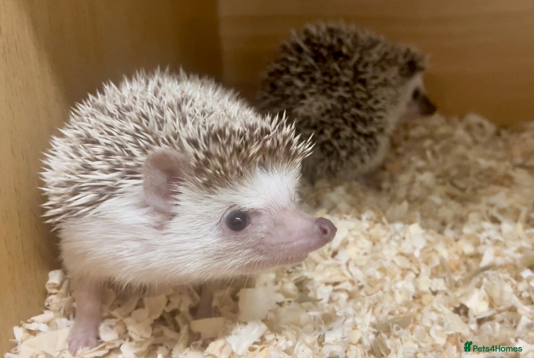 Pygmy Hedgehog rodents for sale: Stunning FEMALE African Pygmy Hedgehog Babies  - Image 4