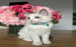 Ragdoll cats for sale: Registered Ragdoll kittens for sale - Image 2