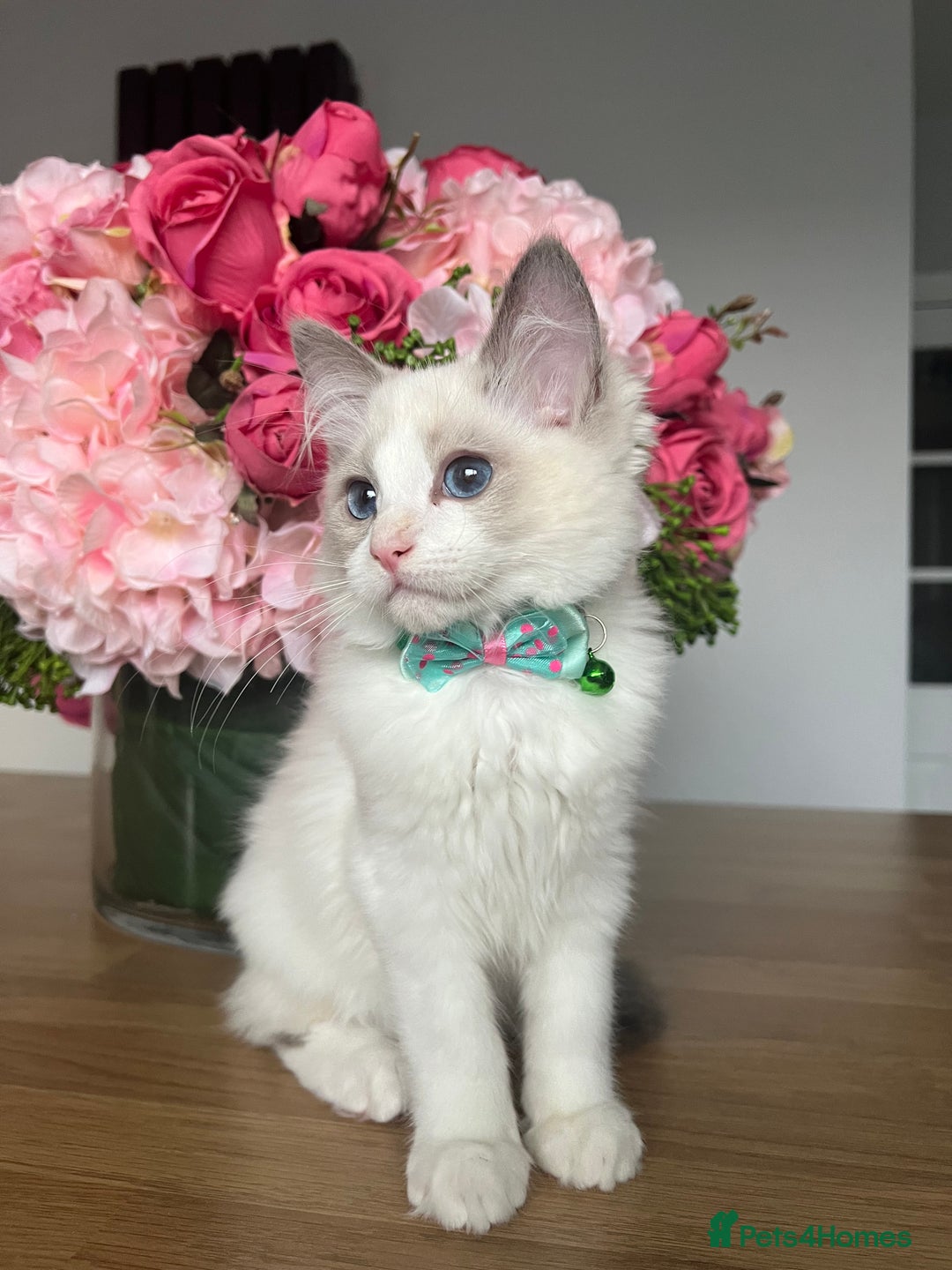 Ragdoll cats for sale: Registered Ragdoll kittens for sale - Image 2