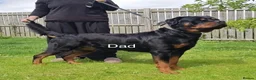 Rottweiler dogs for sale: ⭐️ KC registered Rottweiler puppies ⭐️ - Advert 9