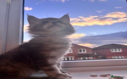 Maine Coon cats for sale: 5 Amazing Maine Coon kittens  - Image 5