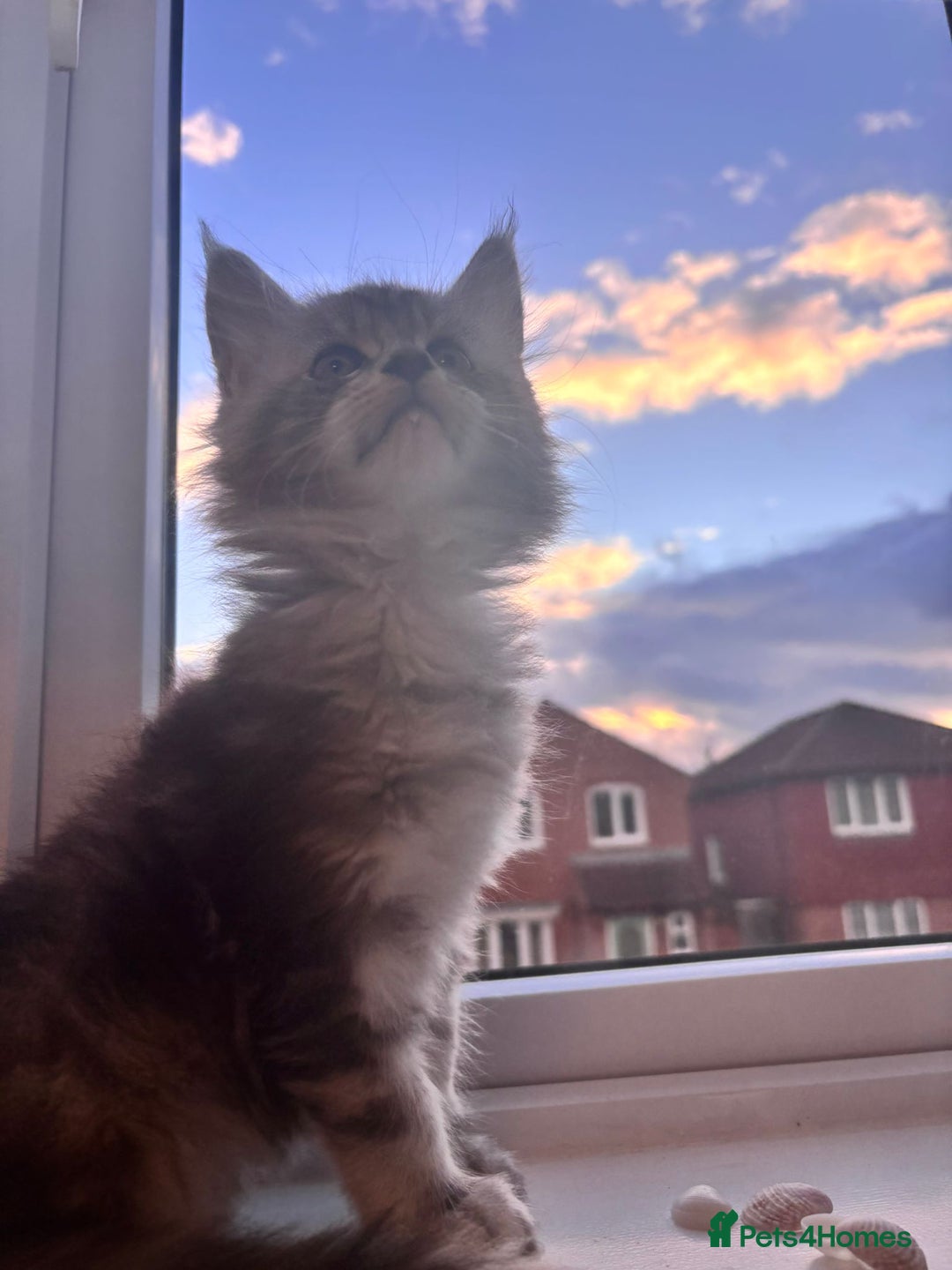 Maine Coon cats for sale: 5 Amazing Maine Coon kittens  - Image 5