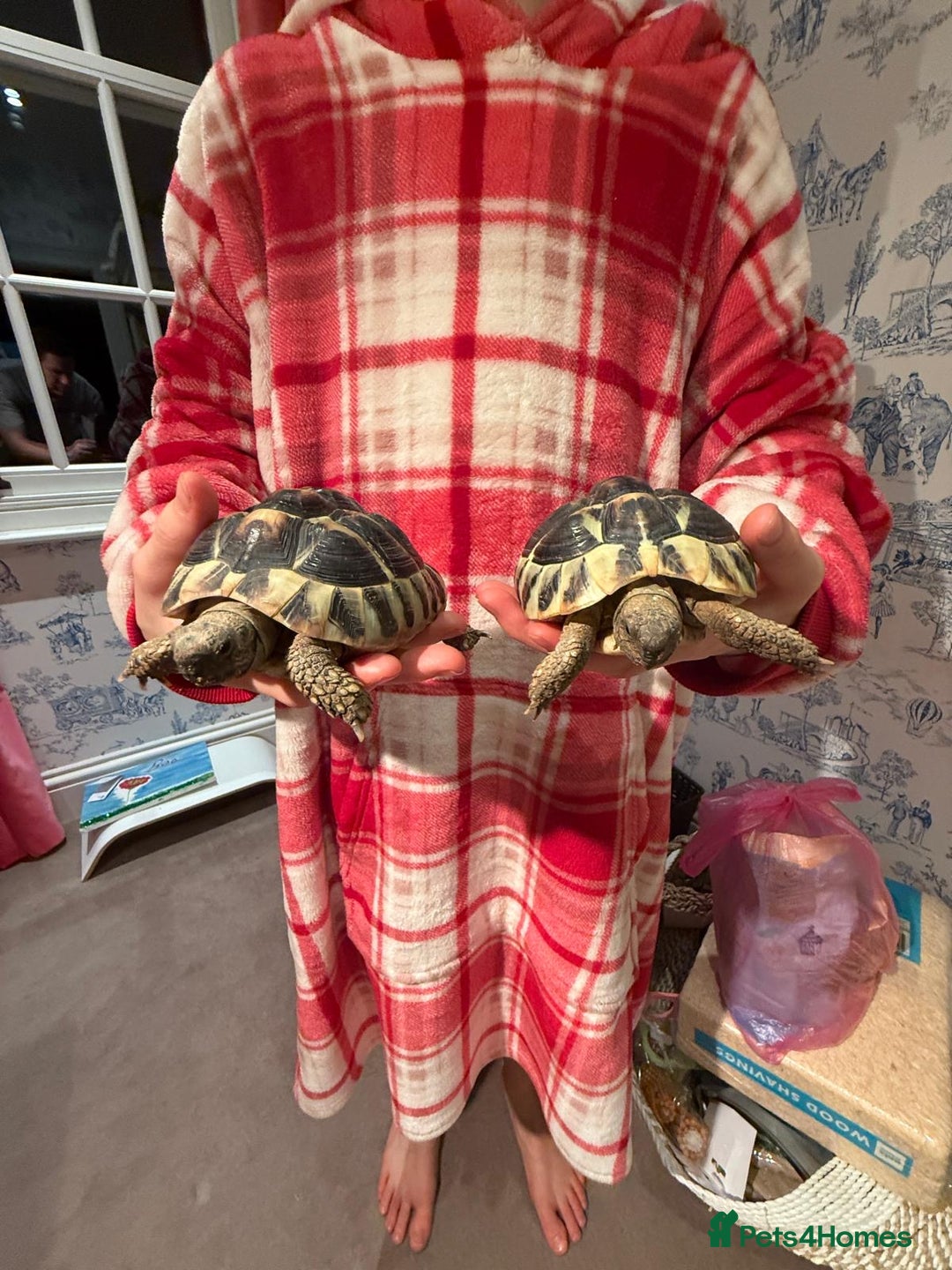 Hermann Tortoise reptiles for sale: 2 Herman Tortoises for sale  - Advert 4