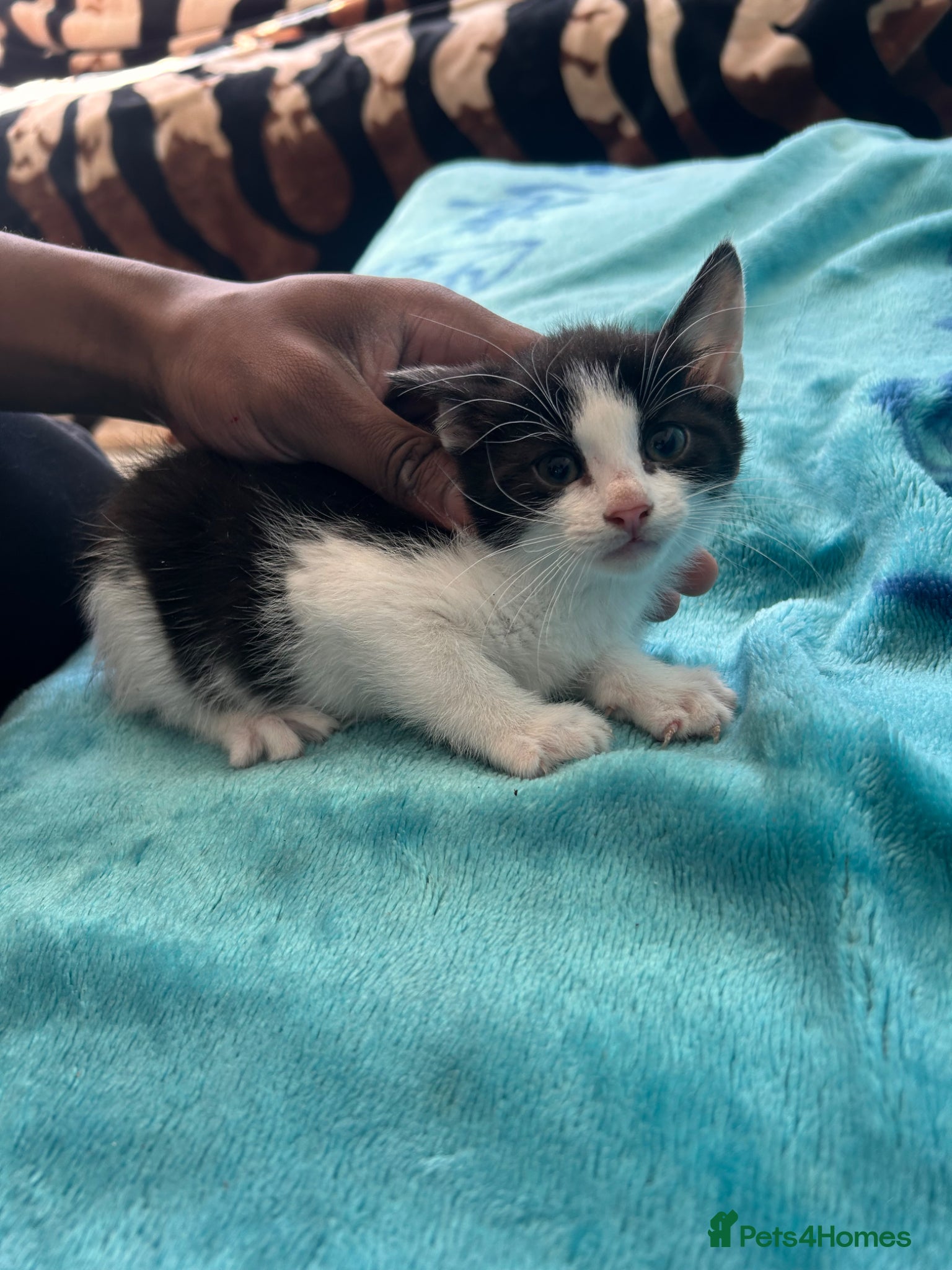 Mixed Breed cats Kittens - Advert 2