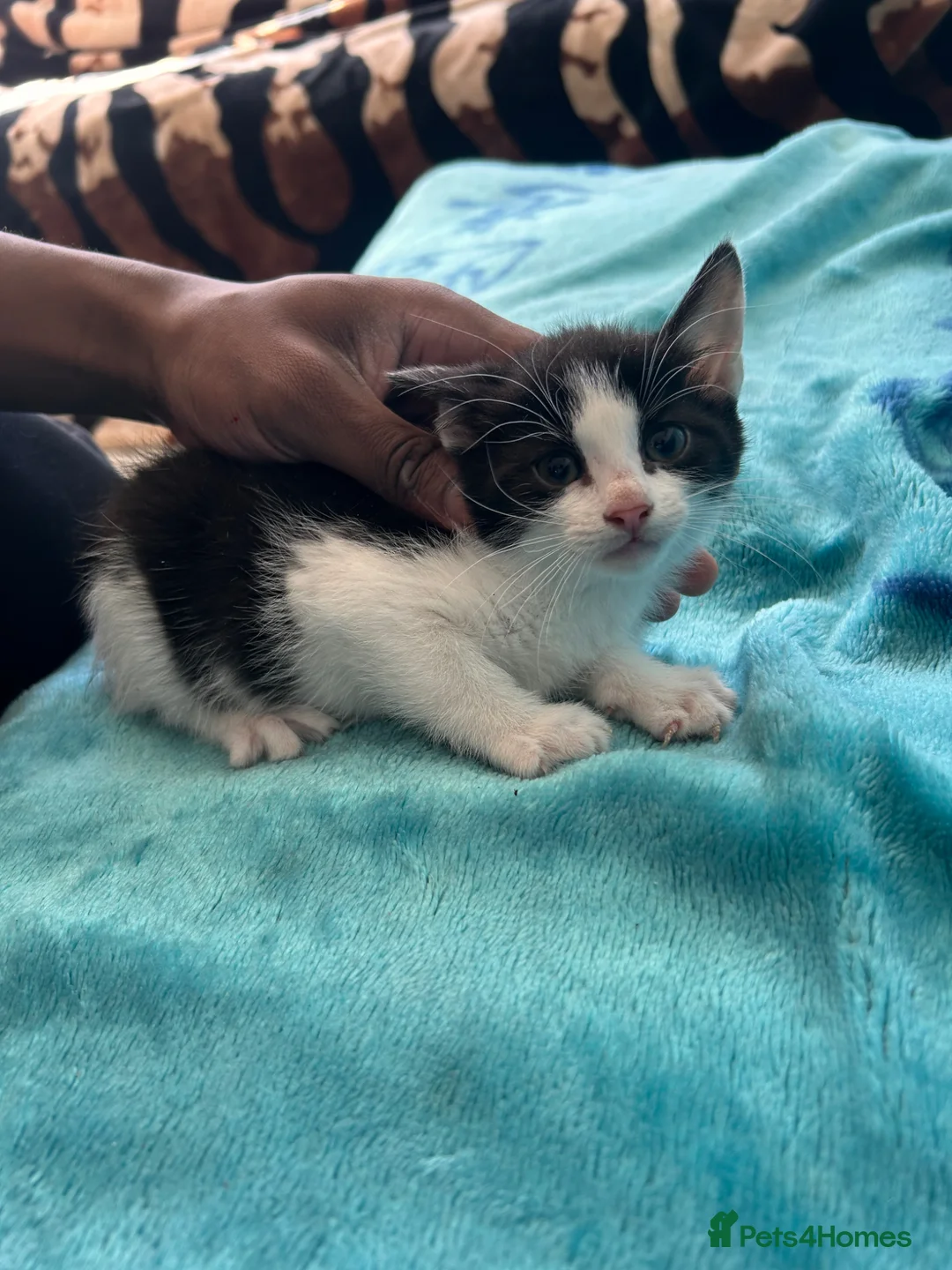 Mixed Breed cats for sale: Kittens - Advert 1