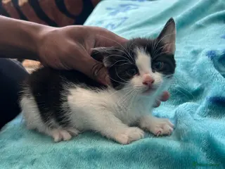 Mixed Breed cats Kittens - Advert 1