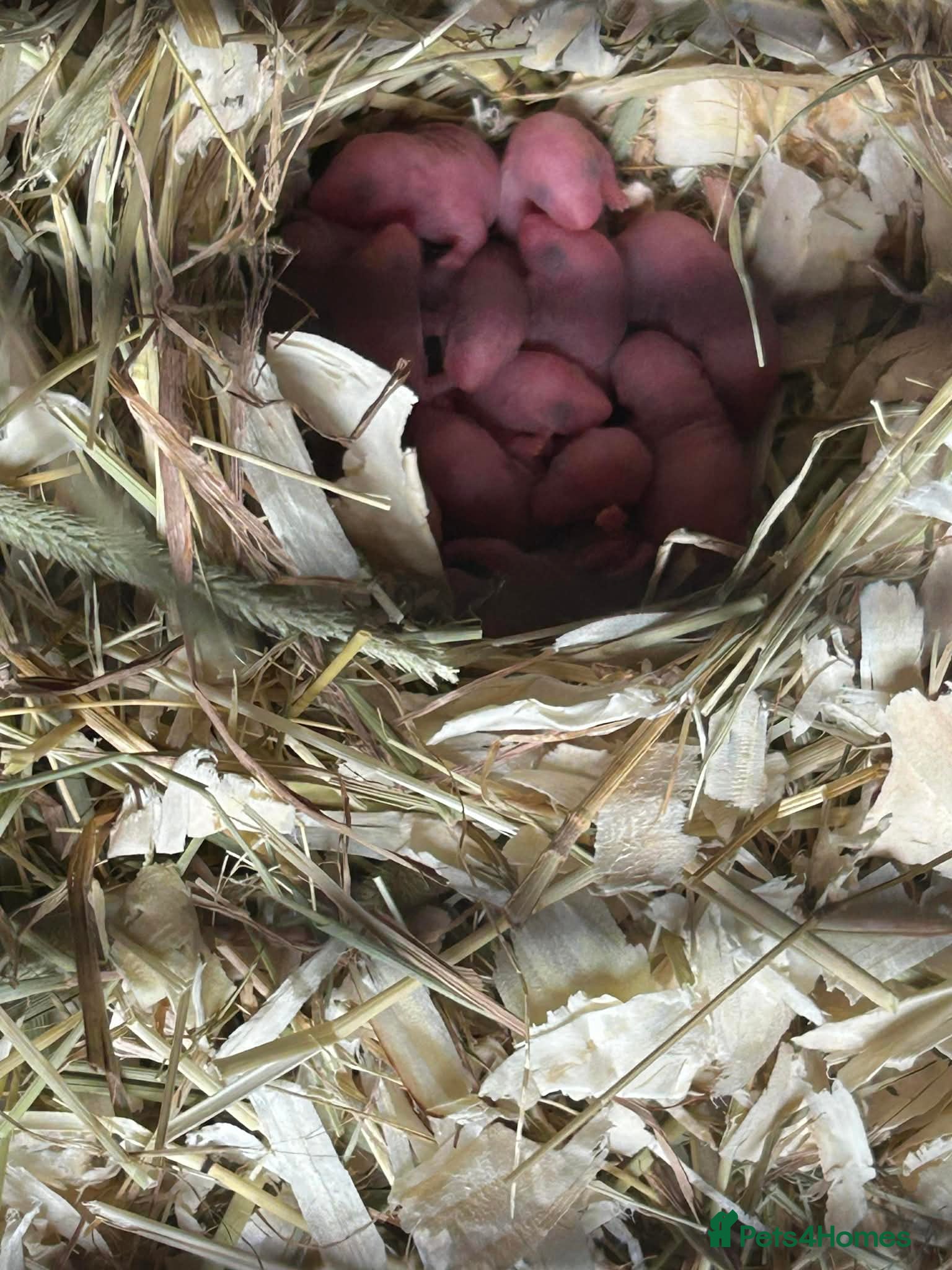 Rat rodents Baby’s rats ready to go - Advert 1