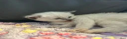 Mixed Breed cats for sale: Seal point? Male kitten for sale  - Advert 8