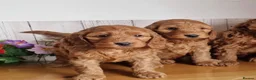 Cavapoo dogs for sale: Ms penelope henshaw - Advert 15