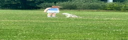 Border Collie dogs for sale: Rocket  in Knaresborough - Advert 2
