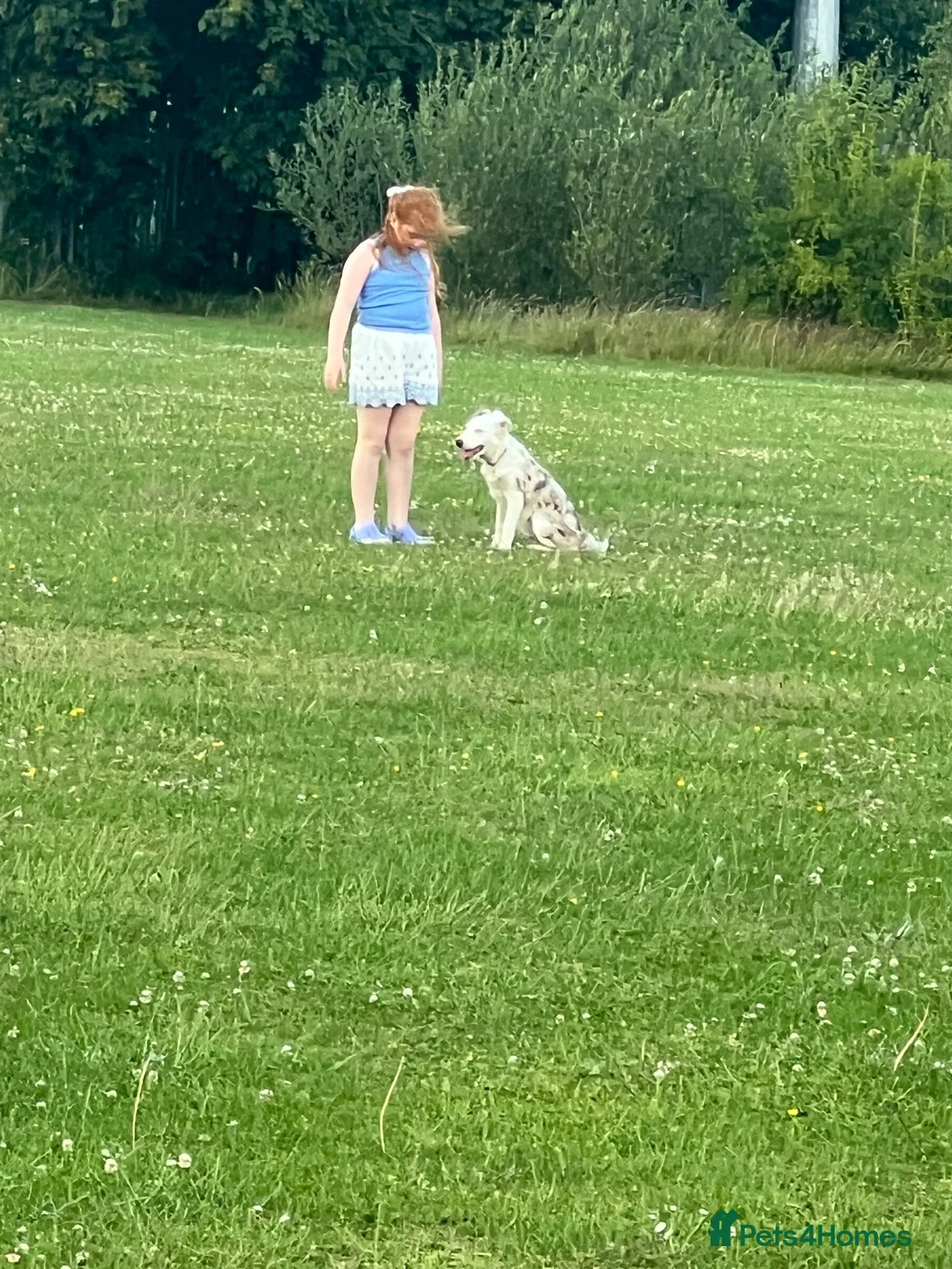 Border Collie dogs for sale: Rocket  in Knaresborough - Advert 2