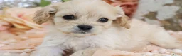 Cavapoo dogs for sale: *HEALTH TESTED*  F1 Cavapoos - Advert 6