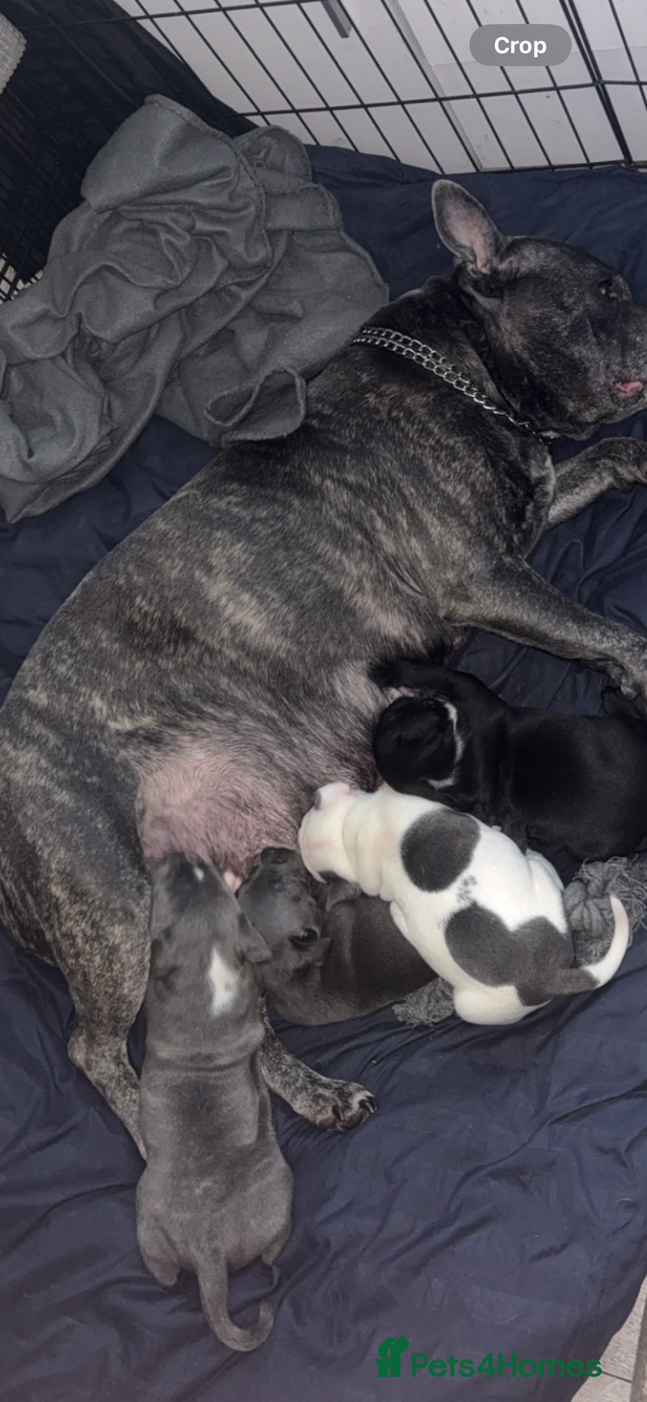 Staffordshire Bull Terrier dogs Staffy pups for sale  - Advert 1