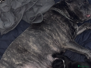 Staffordshire Bull Terrier dogs Staffy pups for sale - Advert 5