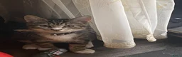 Mixed Breed cats for sale: 4 months old female tabby kitten  - Advert 4