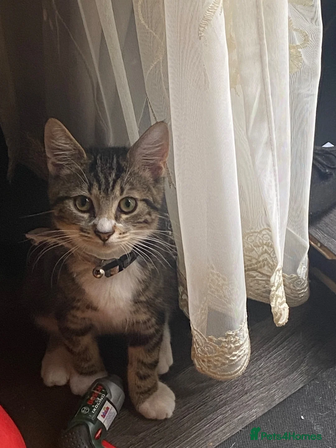 Mixed Breed cats for sale: 4 months old female tabby kitten  - Advert 4