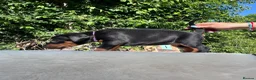 Dobermann dogs for sale: Outstanding KC Health tested Doberman puppies  - Advert 4