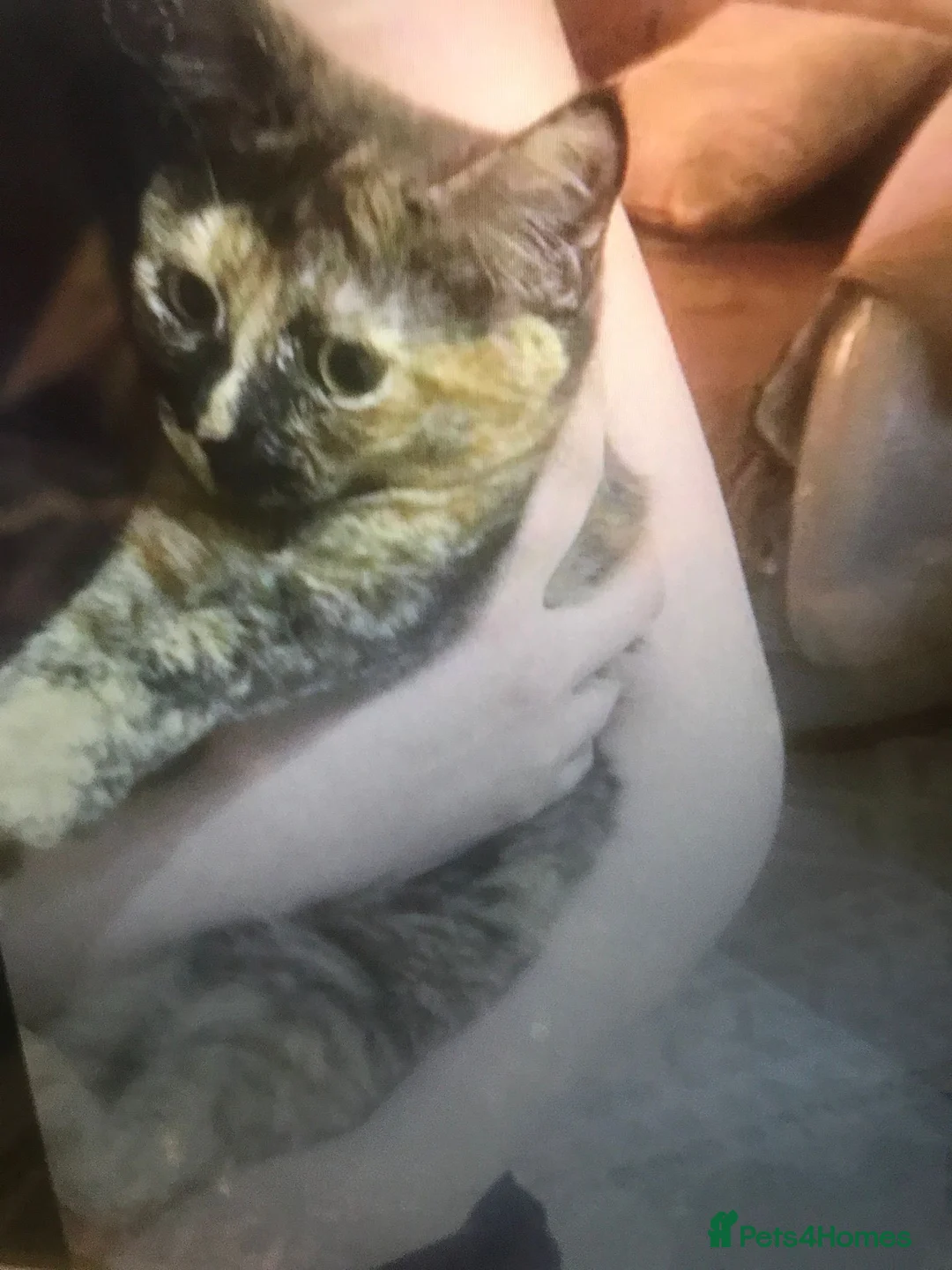 Mixed Breed cats for adoption: ROSA A DELIGHT OF A LAPCAT SPAYED VACCINATED - Advert 2