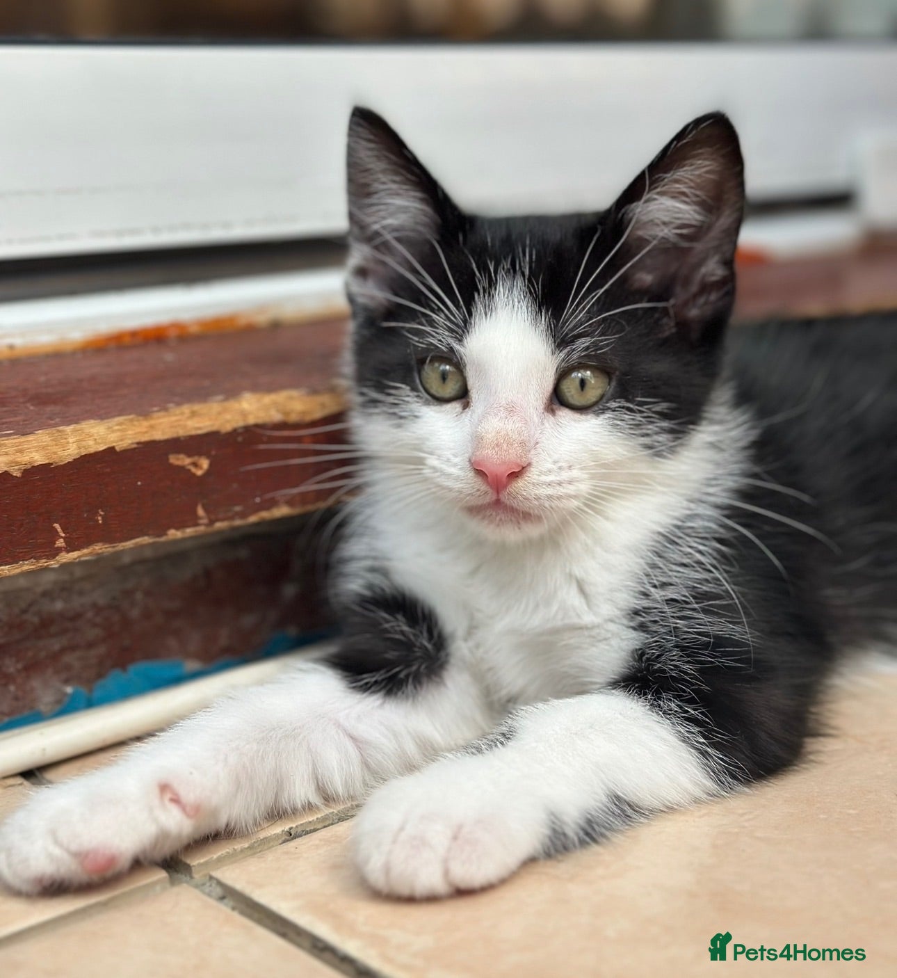 Mixed Breed cats Last one remaining kitten Ragdolmom British dad - Advert 2