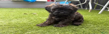 Shihpoo 5