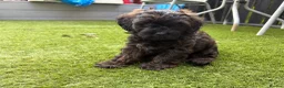 Shihpoo dogs for sale: READY NOW! 🧸🤎 Adorable F1B Shihpoo puppies  - Advert 12