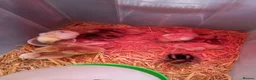 Chickens poultry for sale: Maron cross warren chicks in Brierley Hill - Advert 2