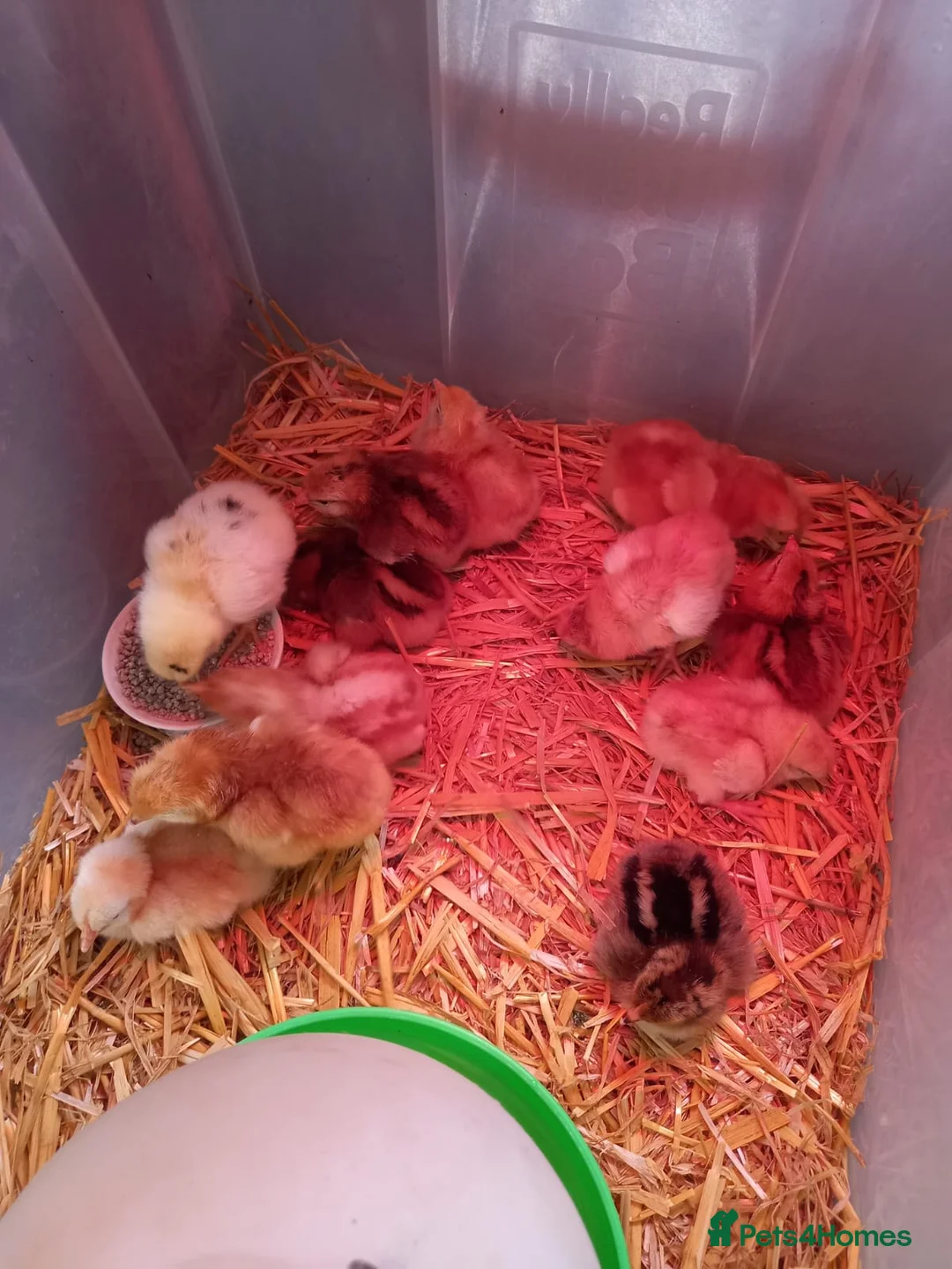 Chickens poultry for sale: Maron cross warren chicks in Brierley Hill - Advert 2