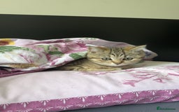 Scottish Fold cats for sale: Adorable Scottish Straight Kittens Ready for Homes - Image 7