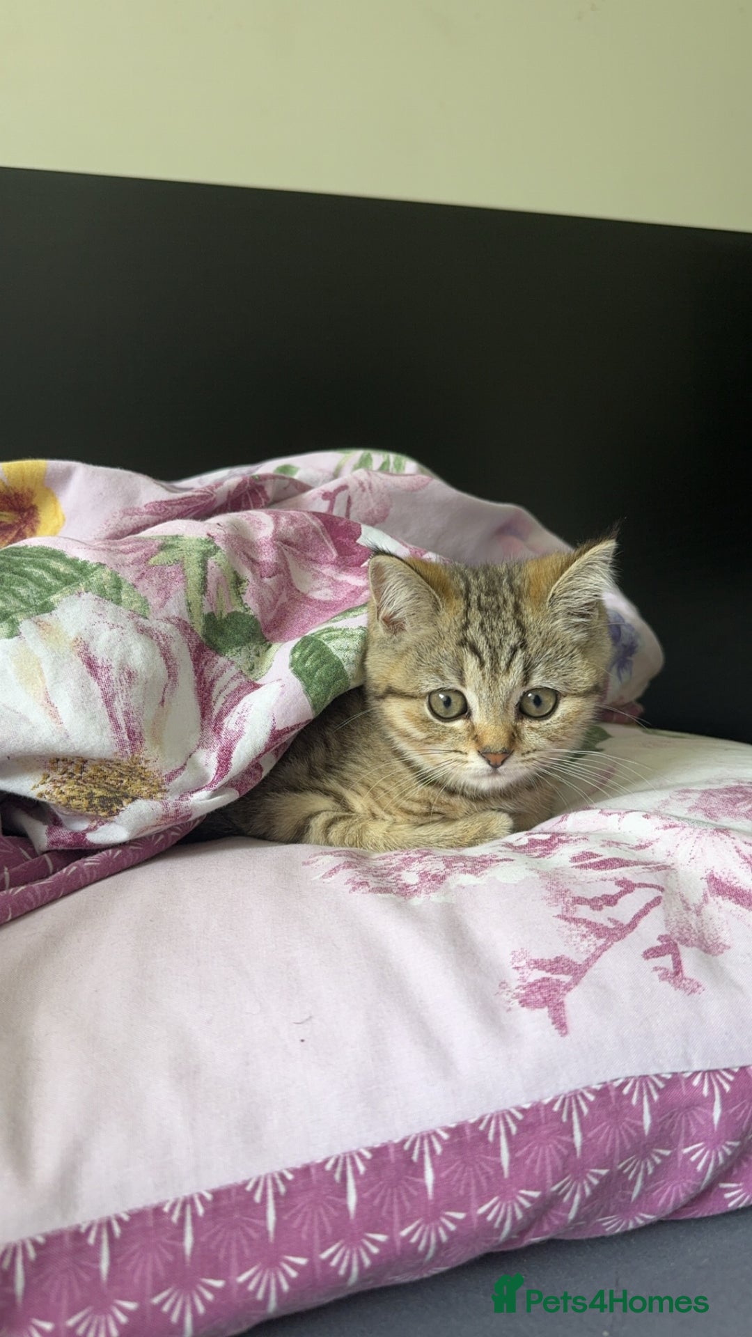 Scottish Fold cats for sale: Adorable Scottish Straight Kittens Ready for Homes - Image 7