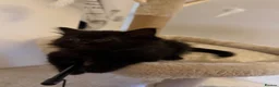 Mixed Breed cats for sale: 5 Beautiful Black Mixed Breed Kittens - Advert 8