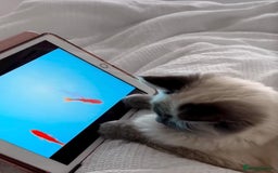 Ragdoll cats for sale: 3 year old Female Ragdoll - Image 4