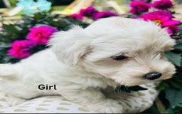 Maltipoo dogs for sale: F1 white Maltipoo puppies  - Image 5