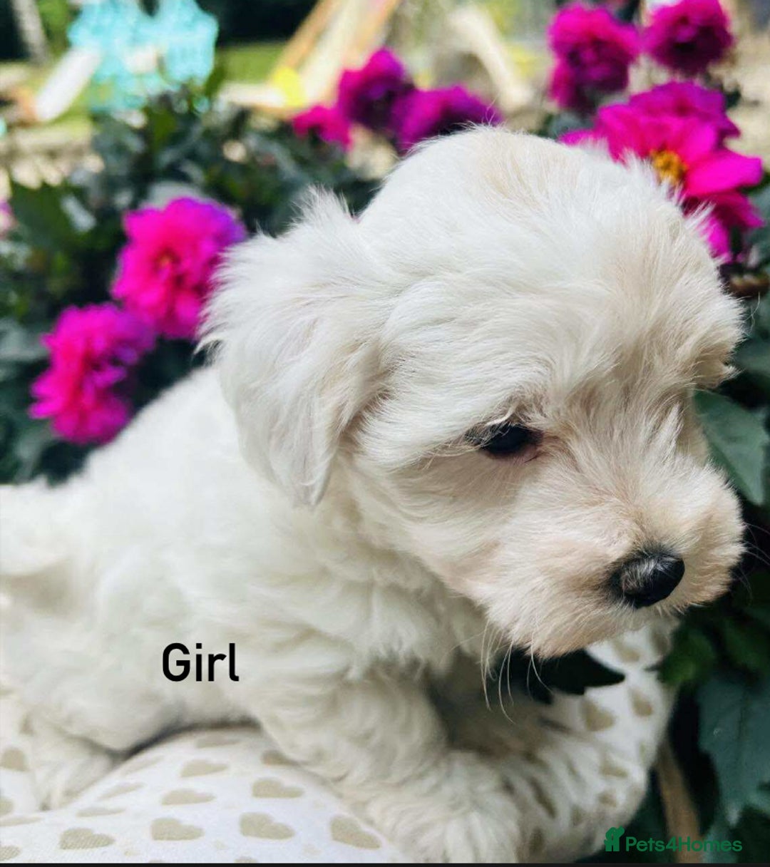 Maltipoo dogs for sale: F1 white Maltipoo puppies  - Image 5