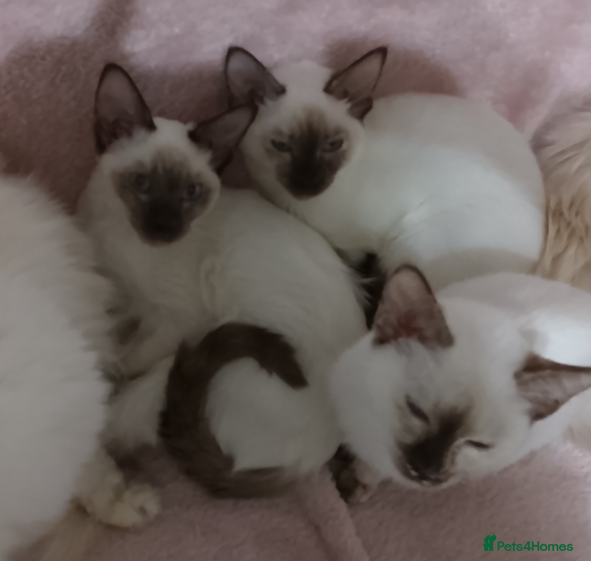 Mixed Breed cats Ragamese Kittens - Advert 1